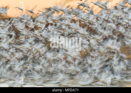 L'Oie des neiges (Anser caerulescens), décollant dans d'énormes troupeau, Bosque del Apache, New Mexico, USA Banque D'Images