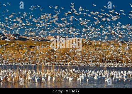 L'Oie des neiges (Anser caerulescens), décollant dans d'énormes troupeau, Bosque del Apache, New Mexico, USA Banque D'Images