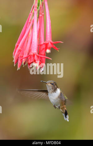 - Colibri Selasphorus flammula volcan, belle petite colorés hummingbird d'Amérique centrale, les forêts du Costa Rica. Banque D'Images