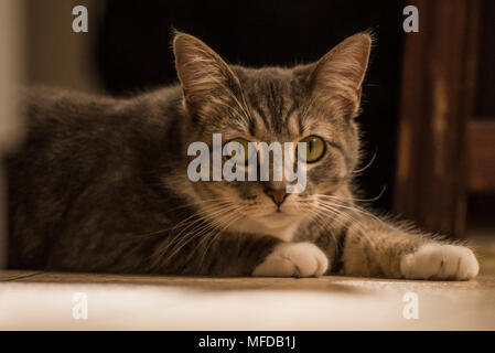 Un chat tigré, un chat d'intérieur gâté que salons et allongé tout autour de la chambre. Banque D'Images