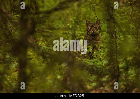 Un chat sauvage dans la forêt près de Greenville, NC. Les chats qui vivent à l'extérieur sont une grave menace pour les populations d'animaux sauvages indigènes et les énormes quantités de tuer chaque année. Banque D'Images
