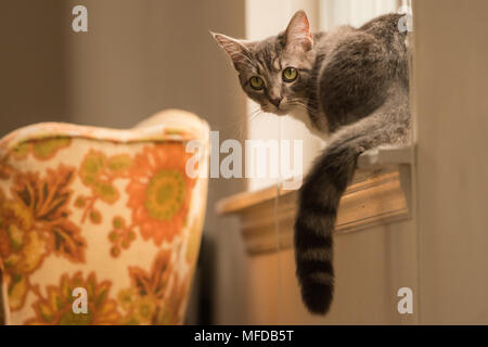 Un chat tigré, un chat d'intérieur gâté que salons et allongé tout autour de la chambre. Banque D'Images