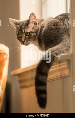 Un chat tigré, un chat d'intérieur gâté que salons et allongé tout autour de la chambre. Banque D'Images