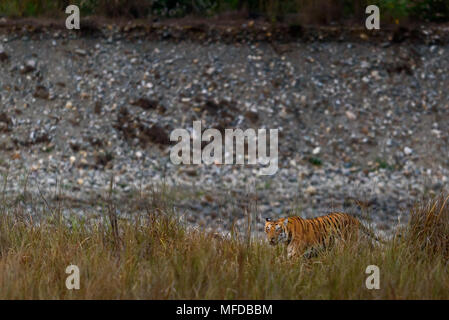 Tigre du bengale royal dans son habitat Banque D'Images