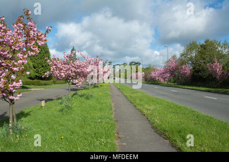 Doublure rose blossom Cherry Tree Road, arbres à Milford, Surrey, UK en Avril Banque D'Images