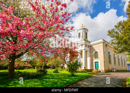 Bridport, Dorset, UK. 25 avril 2018. Météo britannique. Fleur rose sur un cerisier en fleurs dans le cimetière de St Swithun's Church dans Bridport Dorset dans sur une chaude matinée ensoleillée. Crédit photo : Graham Hunt/Alamy Live News Banque D'Images