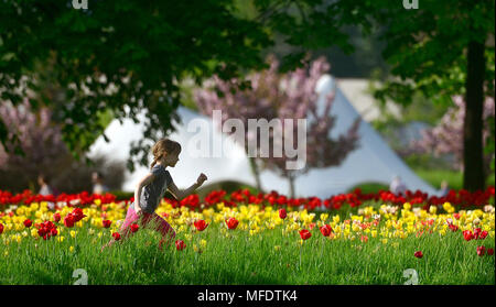 Kamnik, la Slovénie. Apr 25, 2018. Une fille court à travers les tulipes sur Volcji Potok Arboretum près de Kamnik, Slovénie, le 25 avril 2018. Plus de deux millions de tulipes dans Volcji Potok Arboretum et d'autres bulbes de printemps qui fleurissent à la fin du mois d'avril vous annoncer l'arrivée du printemps. Credit : Matic Stojs/Xinhua/Alamy Live News Banque D'Images