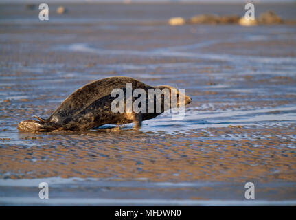 Déménagement du phoque gris Halichoerus grypus sur du sable Donna Nook, Lincolnshire, Angleterre. Banque D'Images