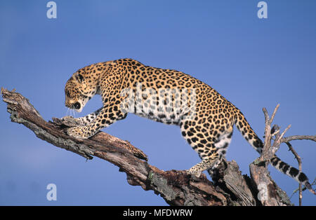 Panthera pardus léopard griffes d'affûtage sur branche morte Banque D'Images