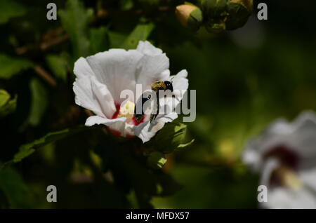 Abeille sur fleur Banque D'Images