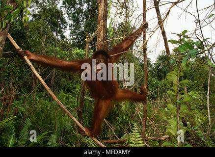 Femelle orang-outan Pongo pygmaeus arbre dans le parc national de Tanjung Putting, Kalimantan, Bornéo. Banque D'Images