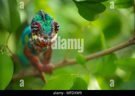 Caméléon panthère avec des couleurs vives / Ambilobe / Madagascar / faune Furcifer pardalis / chameleon on branch Banque D'Images