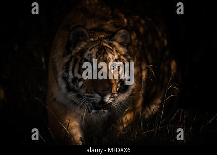 Femelle Siberian Tiger rôdant dans l'herbe / Panthera tigris altaica / tigre sur hunt Banque D'Images