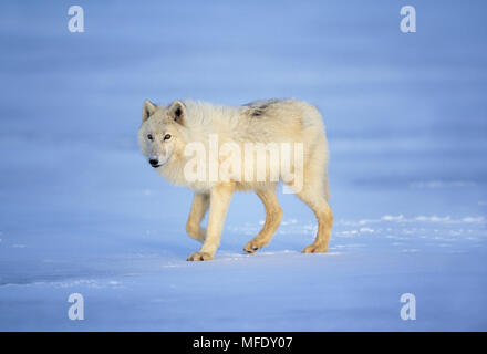 Loup arctique Canis lupus mackenzii sur toundra couverte de neige Banque D'Images