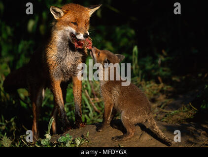 Le Renard roux Vulpes vulpes européenne avec la nourriture pour adultes cub, UK Banque D'Images