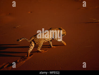 Panthera pardus léopard de marcher à travers les dunes du désert rouge de la Namibie, de l'Afrique de l'ouest Banque D'Images