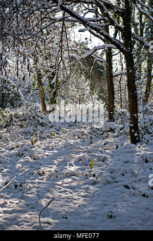 La neige a couvert en bois Haysden Country Park, Tonbridge, Kent, Royaume-Uni pendant la période de froid de l'hiver 2018 Banque D'Images