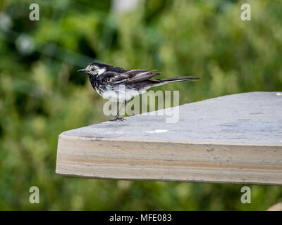 Un pied bergeronnette printanière (Motacilla alba yarrellii) assis sur un banc Banque D'Images