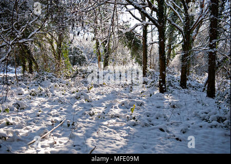 La neige a couvert en bois Haysden Country Park, Tonbridge, Kent, Royaume-Uni pendant la période de froid de l'hiver 2018 Banque D'Images