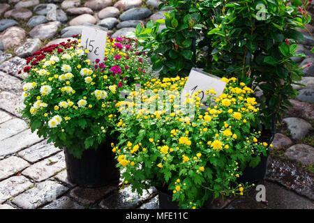 Vente de belles fleurs dans la rue sous la pluie Banque D'Images