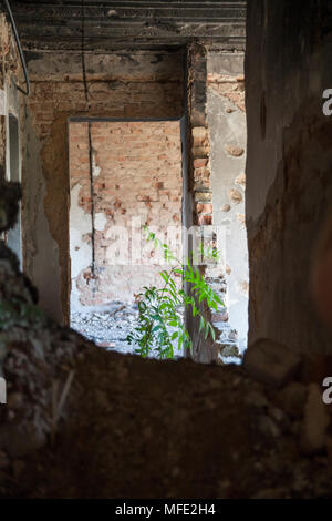 Une jeune plante qui pousse à l'intérieur d'un bâtiment bombardé abandonnée à partir de la guerre de Bosnie à Mostar, Bosnie-Herzégovine Banque D'Images