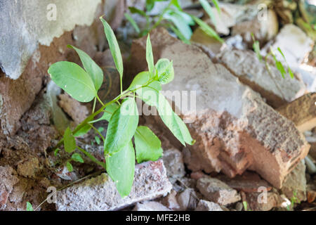 Gros plan d'une jeune plante dans les décombres d'un bâtiment bombardé à partir de la guerre de Bosnie à Mostar, Bosnie-Herzégovine Banque D'Images