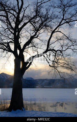 Le lac Mashu et cygnes chanteurs, Hokkaido, Japon. Banque D'Images