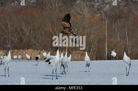 Le cerf rouge Fukagawa-grues couronnées, Hokkaido, Japon. Banque D'Images