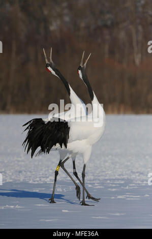 Grues à couronne rouge, appelant Grus japonensis, Hokkaido, Japon. Banque D'Images