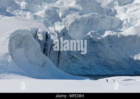 Et la glace de glacier, avec des manchots, Paradise Bay, péninsule Antarctique, l'Antarctique. Banque D'Images