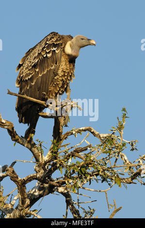 Rueppell's vulture (Rueppell's griffon), Gyps rueppellii, Masai Mara, Kenya. Banque D'Images