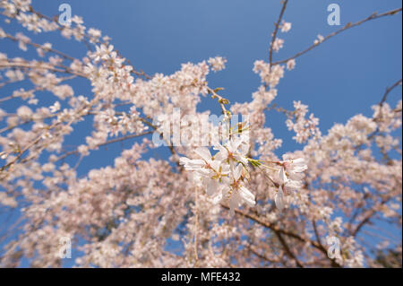 Lumière et élargissent le printemps de fleurs de cerisier en fleurs avec des fleurs cascadant sur une fine couche de branches rayonnantes délicate donnant rose blanc contre le bleu Banque D'Images