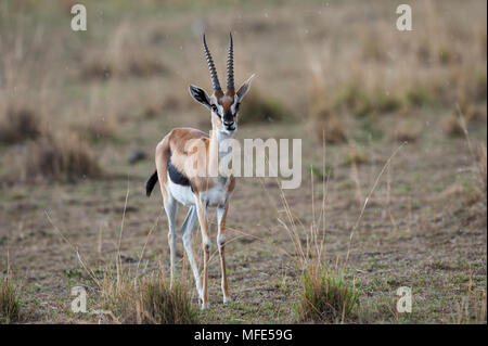 La gazelle de Thompson mâle dans la pluie légère ; Gazella thomsonii, Masai Mara, Kenya. Banque D'Images