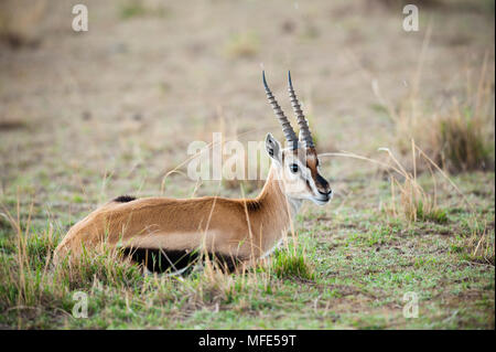 La gazelle de Thompson mâle dans la pluie légère ; Gazella thomsonii, Masai Mara, Kenya. Banque D'Images