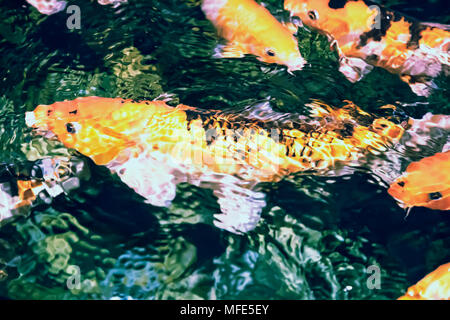 Nage dans l'aquarium Un grand nombre d'ornement - koi poissons domestiques, originaire du Japon. Banque D'Images