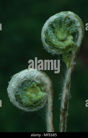 L'osmonde cannelle Osmunda cinnamomea crosses en commençant à déployer Banque D'Images