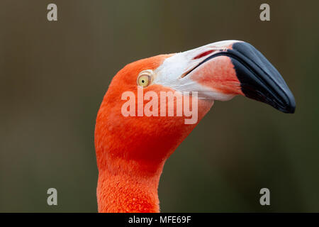 Flamant des Caraïbes rouge close-up head détail Banque D'Images