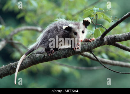 L'Opossum de Virginie ou conjoint Didelphis virginiana jeune Caroline du Nord, États-Unis Banque D'Images