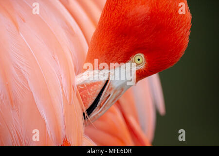 Flamant des Caraïbes rouge close-up head détail Banque D'Images