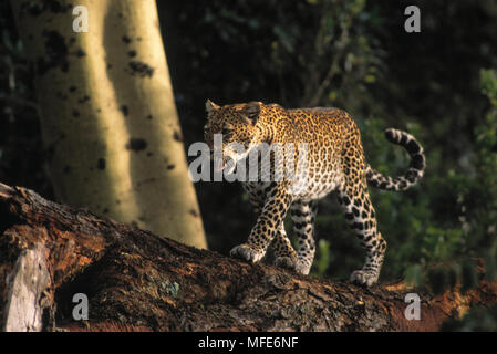 Panthera pardus léopard Parc national du lac Nakuru, Kenya Banque D'Images