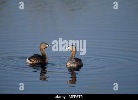 Le grèbe à bec bigarré Podilymbus podiceps paire sur l'eau en parade nuptiale le Michigan, USA Banque D'Images