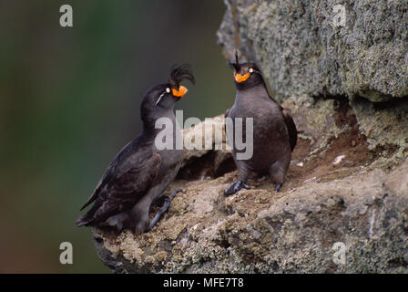 Cormoran à CASSIN Aethia cristatella Alaska, USA. Juillet Banque D'Images