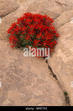 DESERT PAINTBRUSH sur Castilleja chromosa arches de grès Natl Park, Utah, USA Banque D'Images