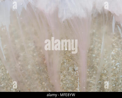 Texture organique sous forme de résumé et le modèle des méduses mortes rose avec plus de réflexion sur la plage de sable, utilisé comme arrière-plan dans la nature ou thème du tourisme Banque D'Images