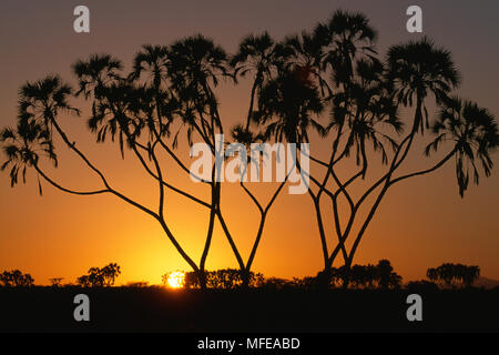 La silhouette des palmiers doum Hyphaene thebaica au lever du jour, le Parc National de Samburu, Kenya, Afrique de l'Est Banque D'Images