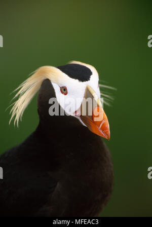 Le Macareux huppé détail Fratercula cirrhata tête Talan Island, la mer d'Okhotsk, Sibérie, Russie Juillet Banque D'Images