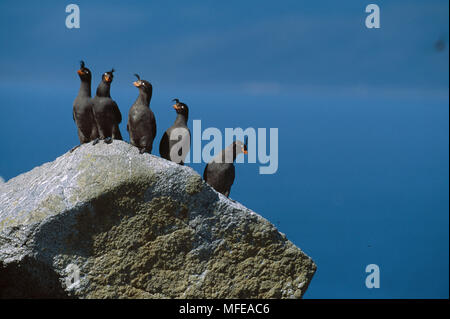 Macareux à crête sur groupe rock Aethia cristatella Talan Island, la mer d'Okhotsk, Sibérie, Russie Banque D'Images