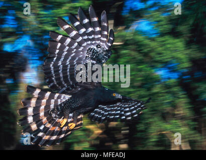 BLACK HAWK-aigle en vol Spizaetus tyrannus Amazonie, Brésil, Amérique du Sud (des animaux en captivité) Banque D'Images