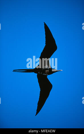 Frégate superbe Fregata aquila ASCENSION vol mâle dans l'île de l'Ascension, endémique de l'Océan Atlantique Banque D'Images