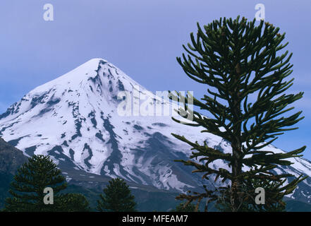 Volcan Lanin & MONKEY PUZZLE TREE Araucaria araucana Parc National Lanin, Argentine. Banque D'Images